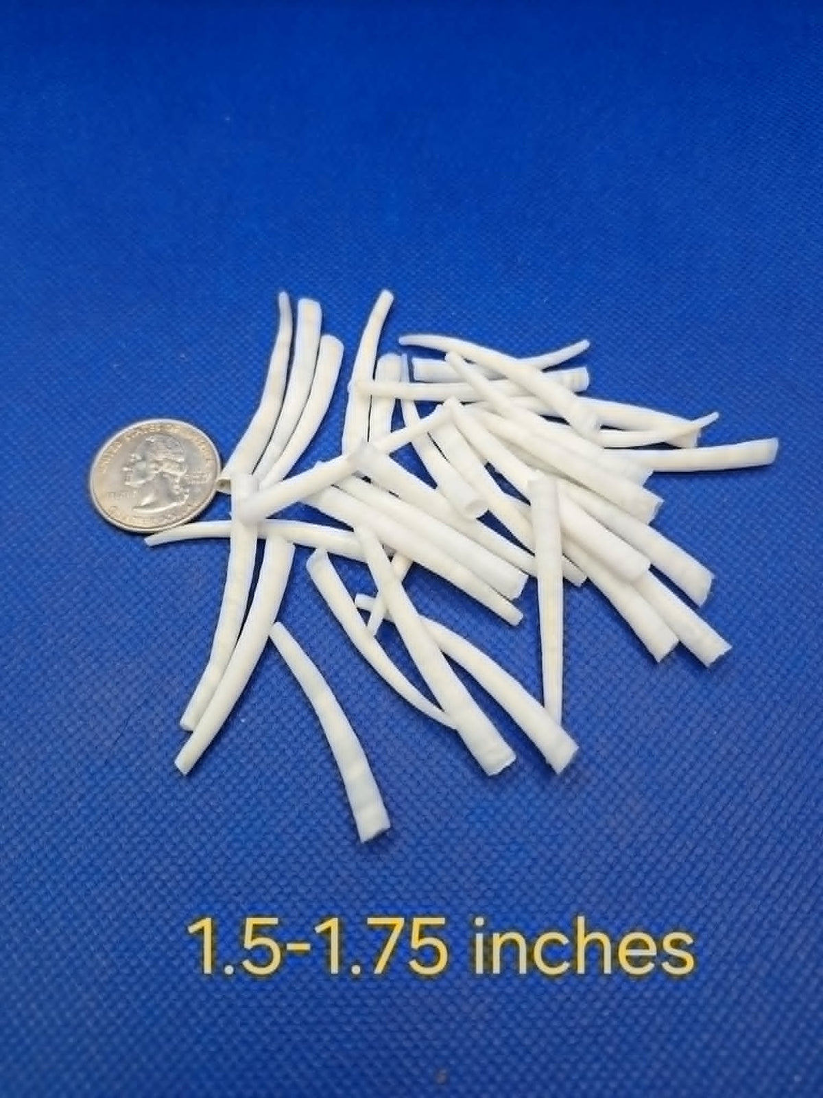 1.5-1.75-inch Dentalium Shells Smooth White Sorted 25g
