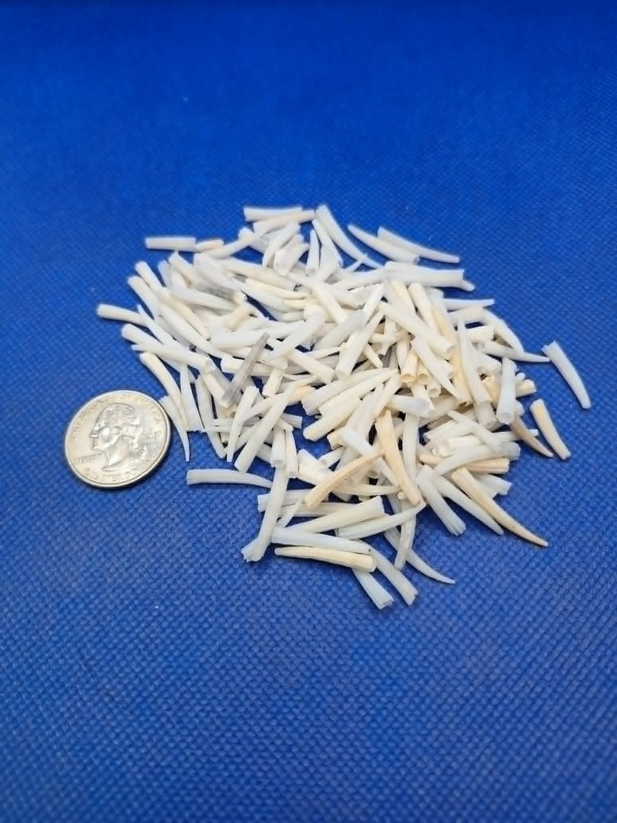 A pile of small off-white rough dentalium shells with a US quarter coin placed beside them for scale, set against a blue background.